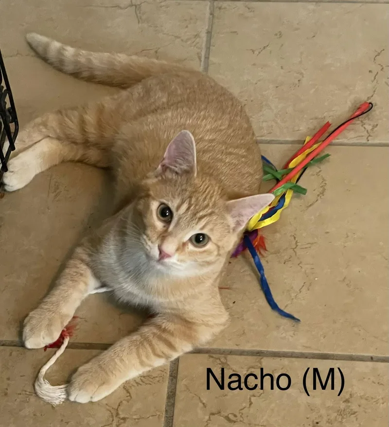 Nacho thumbnail 4