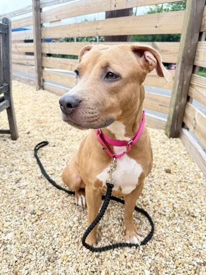 An adult medium-sized female Pit Bull Terrier dog named Beautiful for adoption in Washington, DC