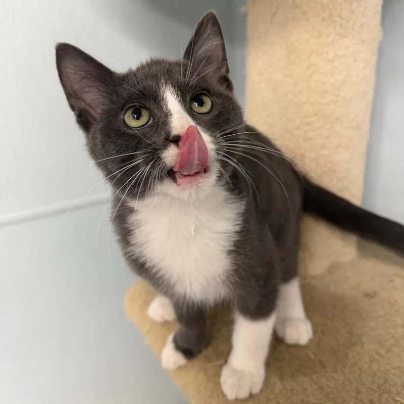 A baby small-sized male Gray / Blue / Silver Domestic Short Hair cat named Cabo for adoption in Pontiac, IL
