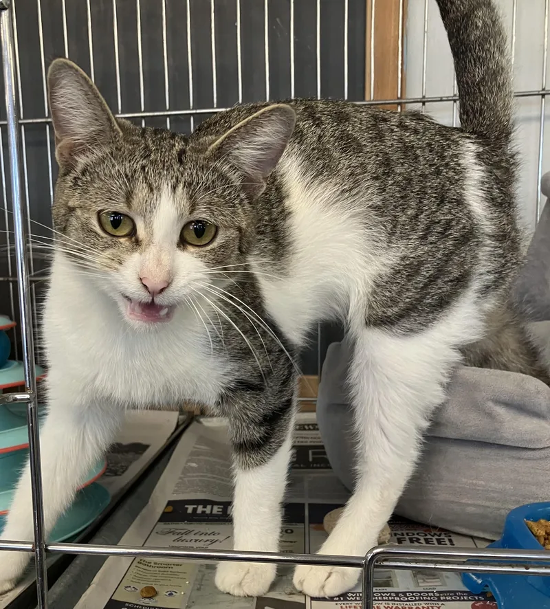 A young medium-sized female Tabby (Brown / Chocolate) Domestic Short Hair cat named Requiem for adoption in Parma, OH