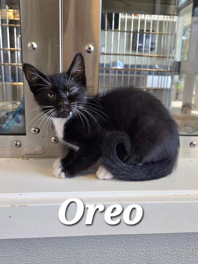 Oreo