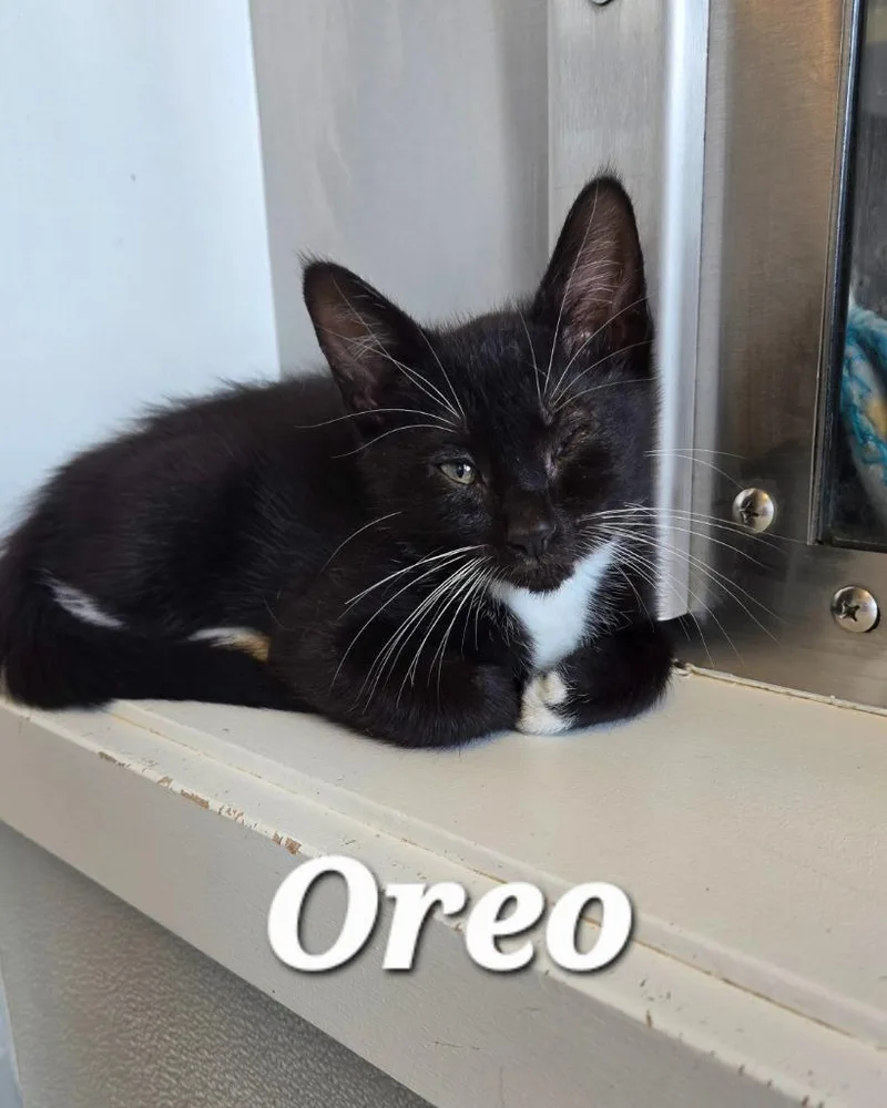 Oreo thumbnail 2