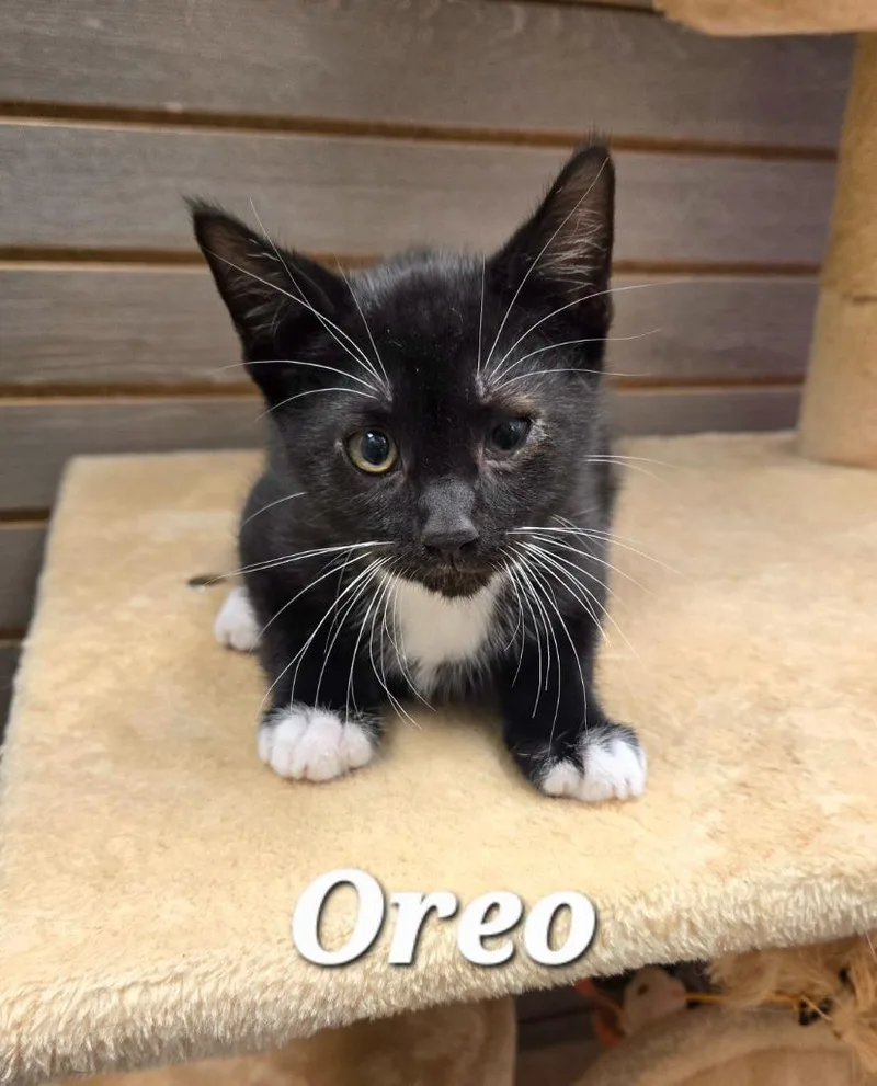 Oreo thumbnail 3