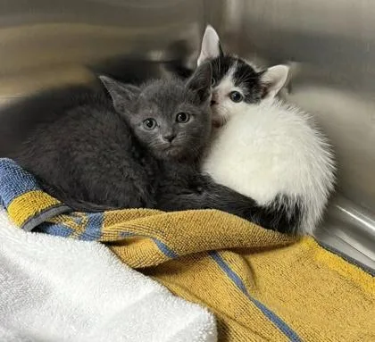 A baby small-sized female Domestic Short Hair cat named Bojangles for adoption in Hobart, IN