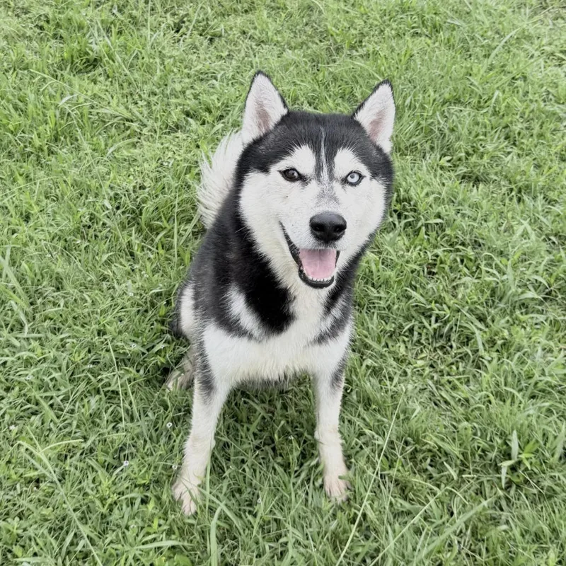 An adult medium-sized male Husky dog named Felix for adoption in Brenham, TX