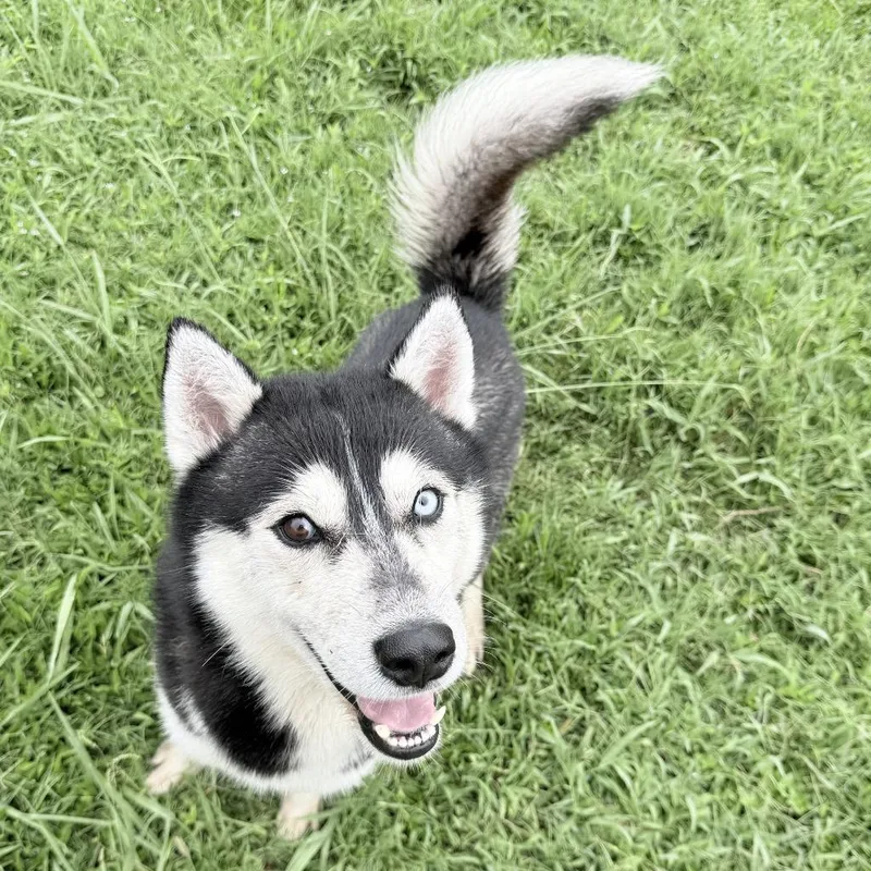Felix thumbnail 6