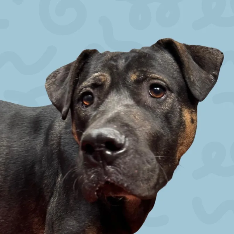 An adult large-sized female Shepherd dog named Persimmon for adoption in Reno, NV