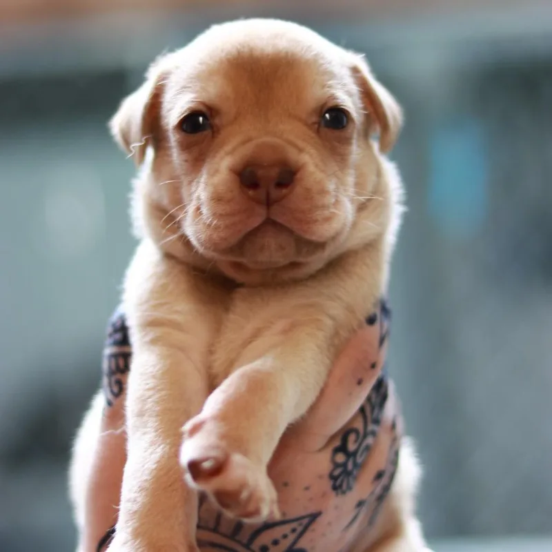 A baby medium-sized male Yellow / Tan / Blond / Fawn Husky dog named CT Waddles avail Aug for adoption in Eastford, CT