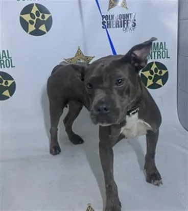 An adult medium-sized female American Bulldog dog named Milly for adoption in Winter Haven, FL
