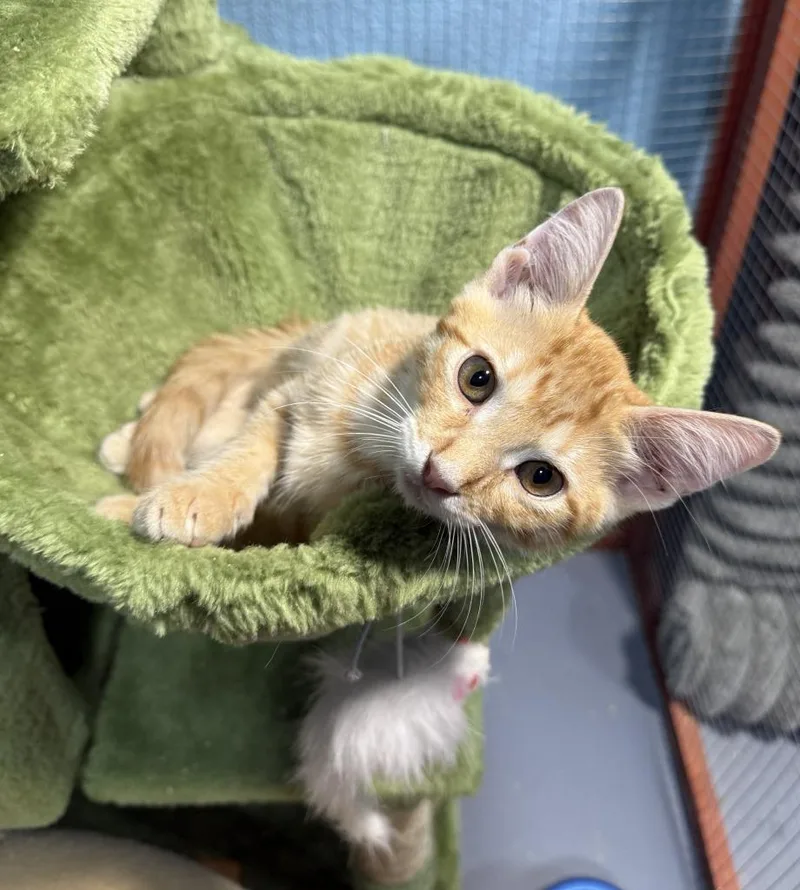 A baby small-sized male American Shorthair cat named Rocco for adoption in Glen Rose, TX