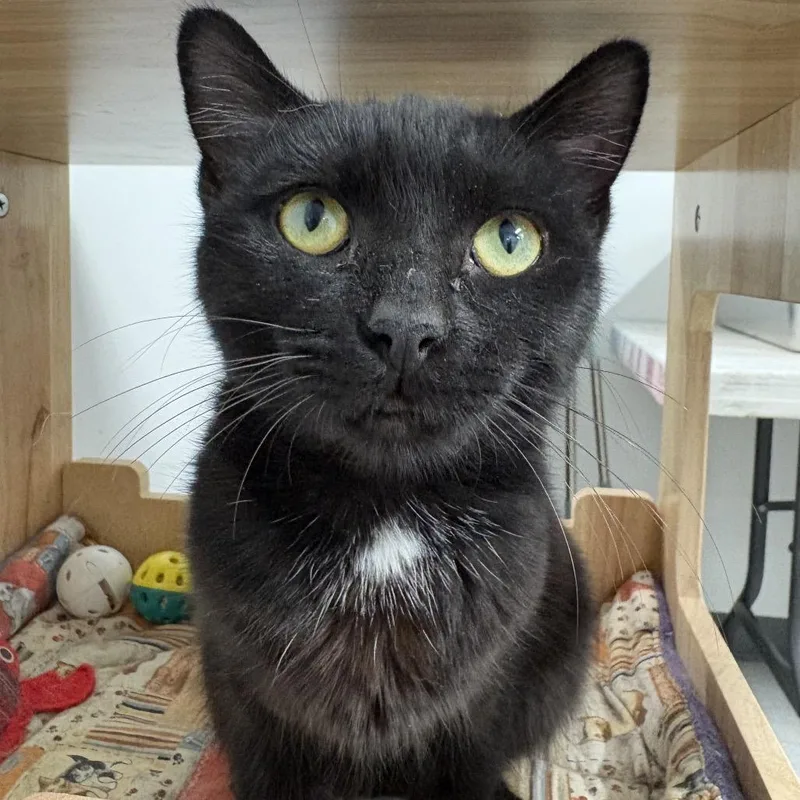 A young small-sized female American Shorthair cat named Bellatrix ARC for adoption in Akron, NY