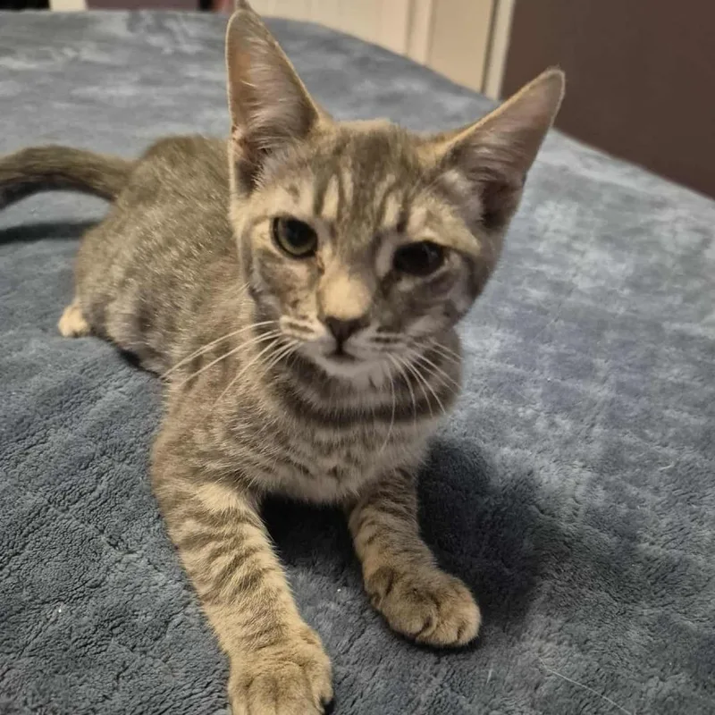 Gretchen thumbnail 2