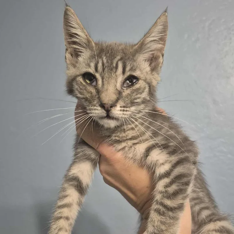 Gretchen thumbnail 3