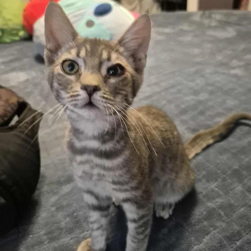 Gretchen thumbnail 6