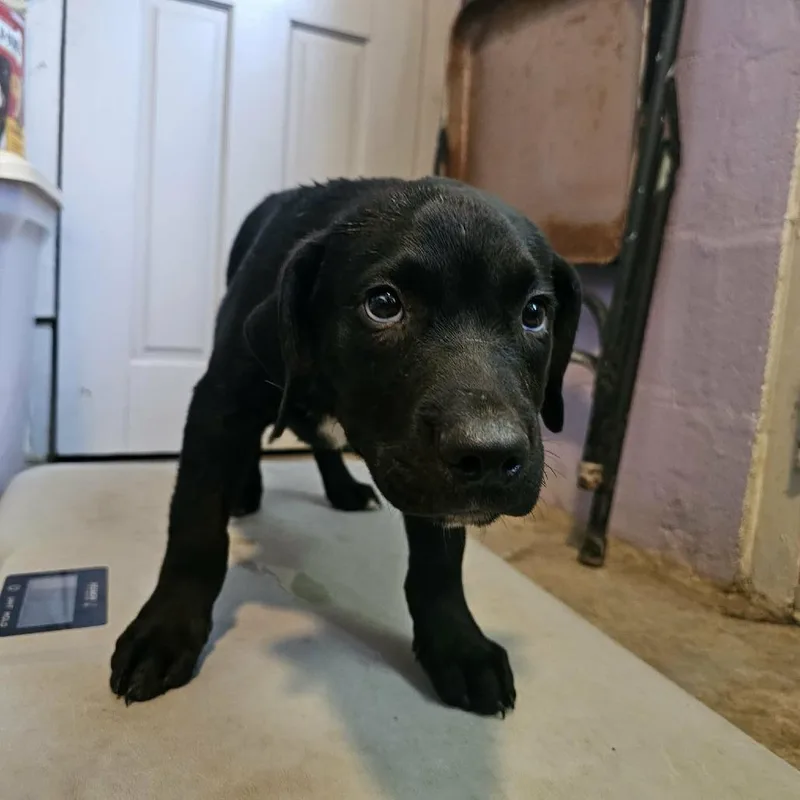 A baby small-sized male Mixed Breed dog named Acoma for adoption in Pulaski, TN