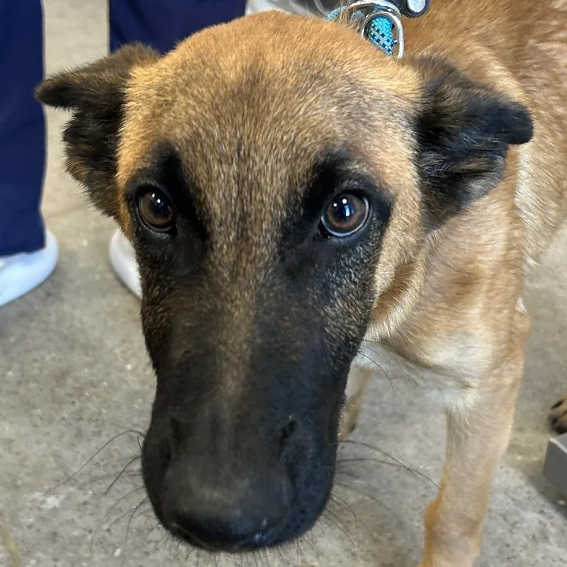 A young medium-sized male Yellow / Tan / Blond / Fawn Mixed Breed dog named 111993 for adoption in Las Cruces, NM