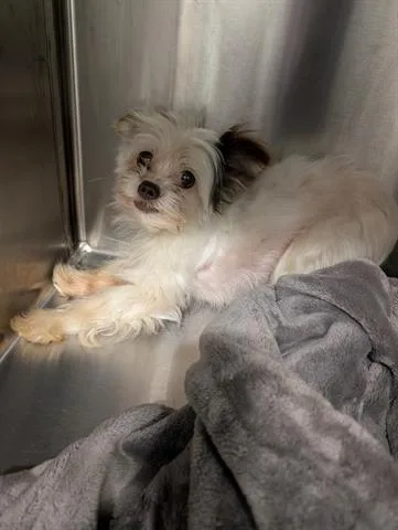 An adult small-sized female Chihuahua dog named Buffy for adoption in San Martin, CA