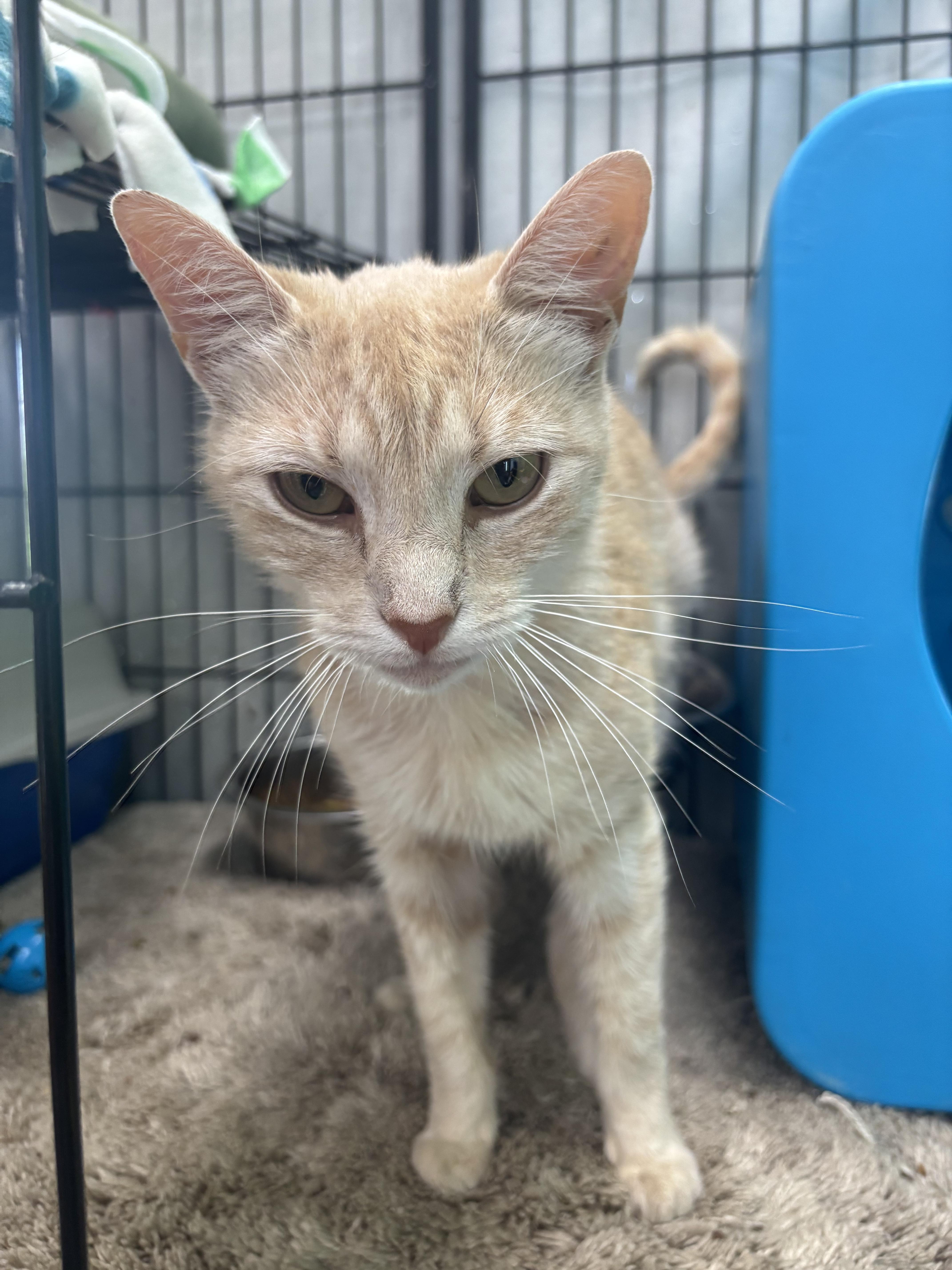 An adult medium-sized female Buff / Tan / Fawn Tabby cat named Veronica for adoption in Bear, DE
