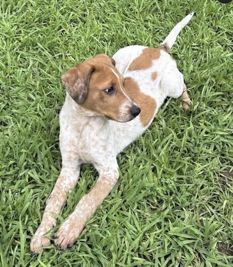 A baby medium-sized male White / Cream Australian Shepherd dog named Naples for adoption in Watertown, CT