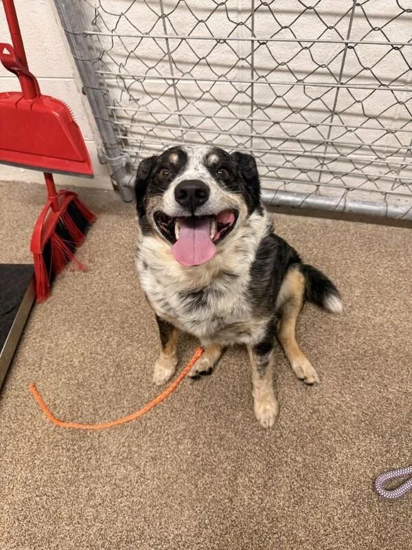 An adult medium-sized male Australian Cattle Dog / Blue Heeler dog named Mars for adoption in Fruit Heights, UT