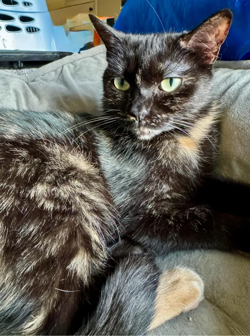 A young small-sized female Calico Tortoiseshell cat named Whitney for adoption in Berlin, CT