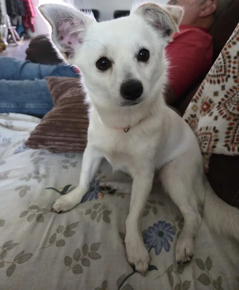 Brittany thumbnail 3