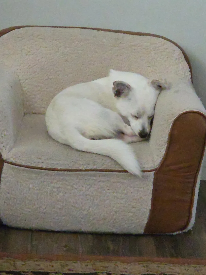 Brittany thumbnail 4