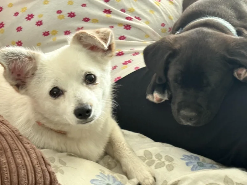 Brittany thumbnail 5