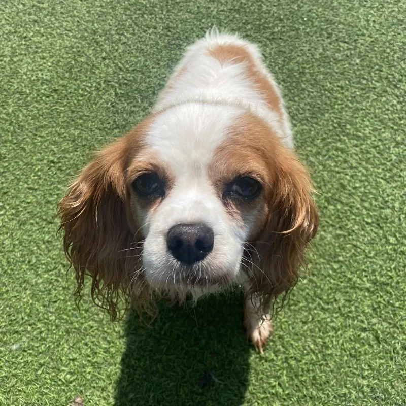 A senior small-sized female Brown / Chocolate Cavalier King Charles Spaniel dog named Tilly for adoption in LOXAHATCHEE, FL