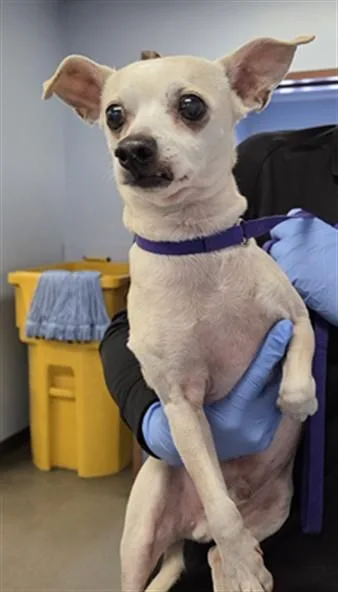 An adult small-sized male Chihuahua dog named Harvey for adoption in Phoenix, AZ