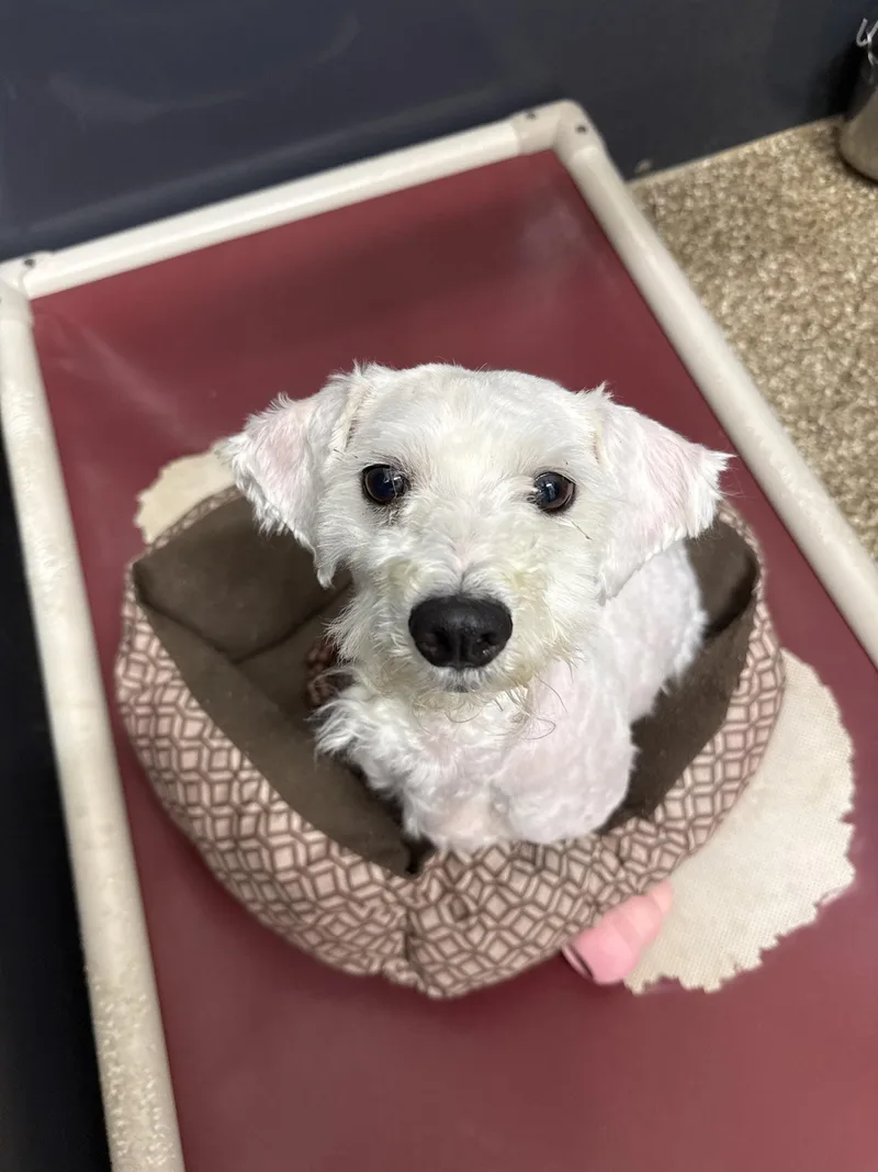 A young small-sized male White / Cream Maltese dog named Luther for adoption in Baton Rouge, LA