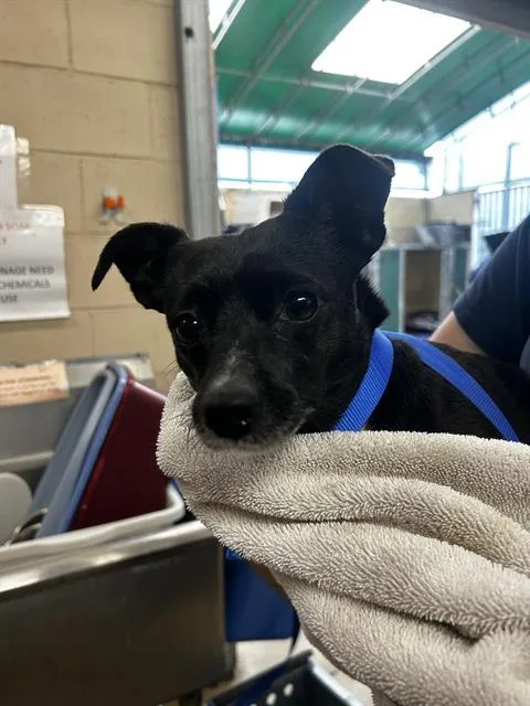 An adult small-sized female Chihuahua dog named A for adoption in Chula Vista, CA