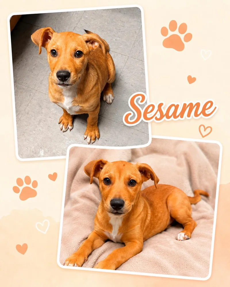 A baby medium-sized male Labrador Retriever dog named Sesame for adoption in Zimmerman, MN