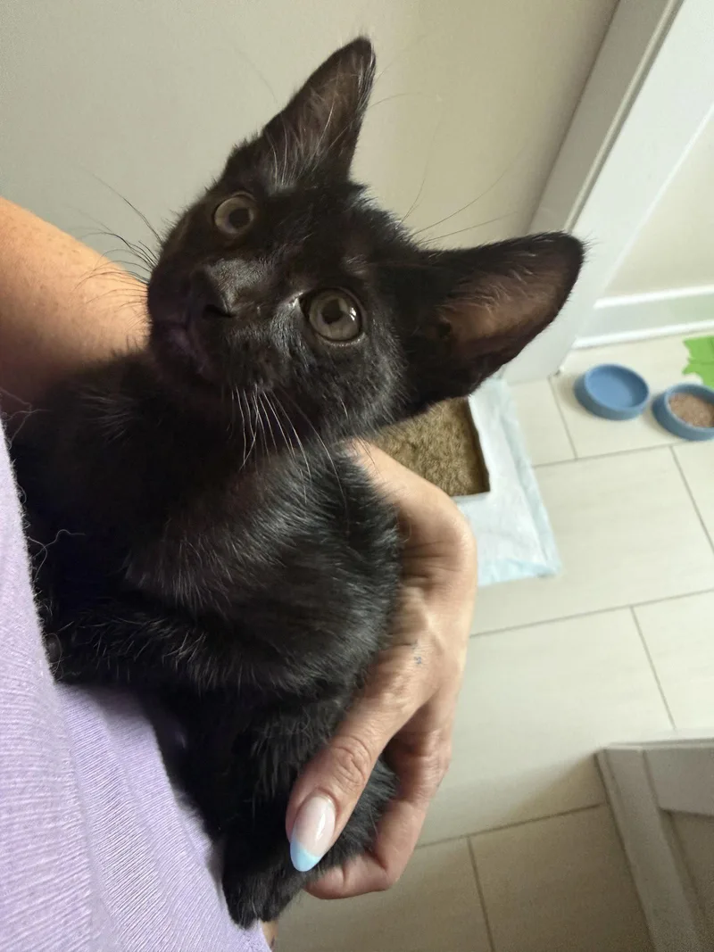 A young medium-sized male Black Domestic Short Hair cat named Milo Salem for adoption in Aurora, CO