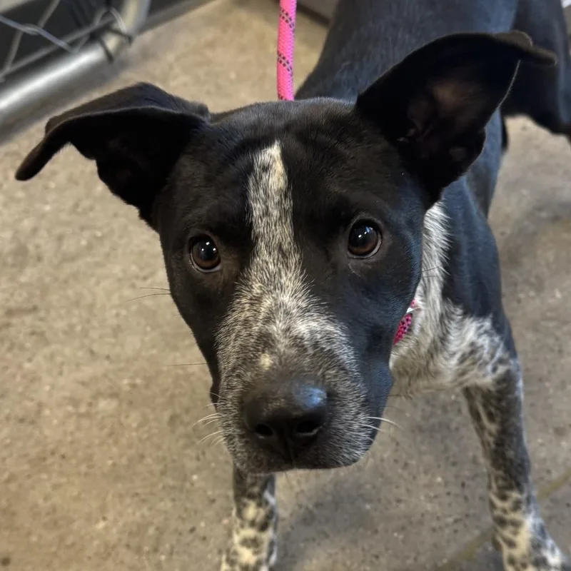 A baby medium-sized female Black Mixed Breed dog named 112126 for adoption in Las Cruces, NM