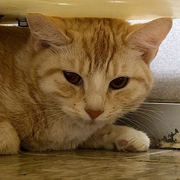 A young small-sized female Domestic Short Hair cat named Twinkie Bonded Buddies W for adoption in Des Moines, IA