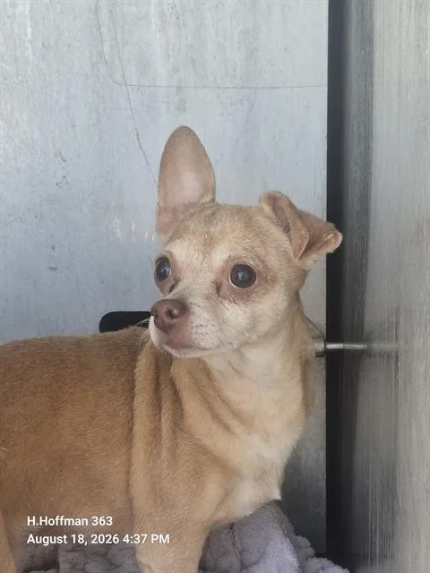 An adult small-sized female Chihuahua dog named Beatrice for adoption in San Antonio, TX
