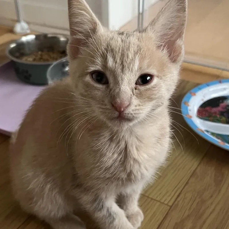 A baby small-sized female Orange / Red Domestic Short Hair cat named Clementine for adoption in Sunnyvale, CA
