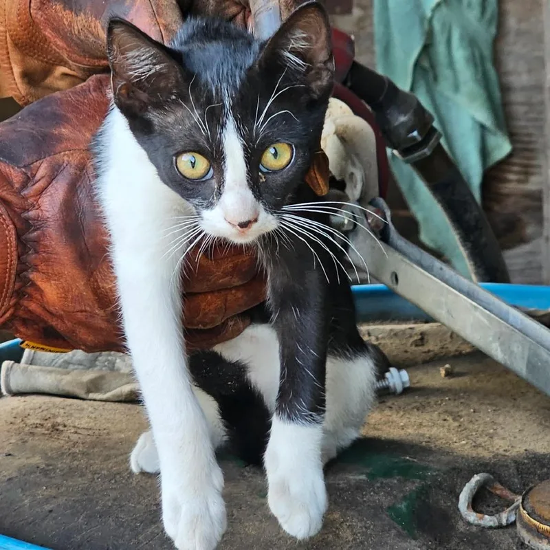 A baby small-sized female Black Domestic Short Hair cat named Sasha for adoption in Marshall, TX