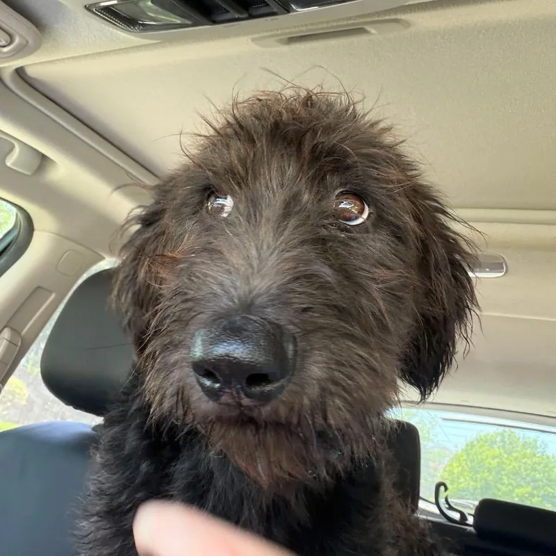 A baby medium-sized male Brown / Chocolate Schnauzer dog named Fozzie for adoption in Allen, TX