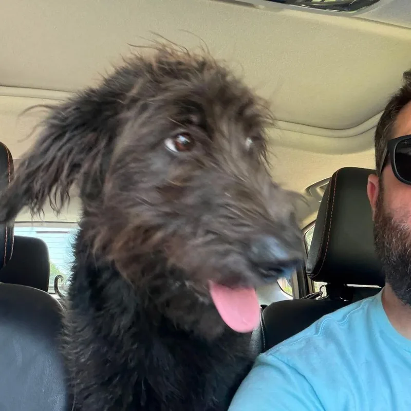 Fozzie thumbnail 4