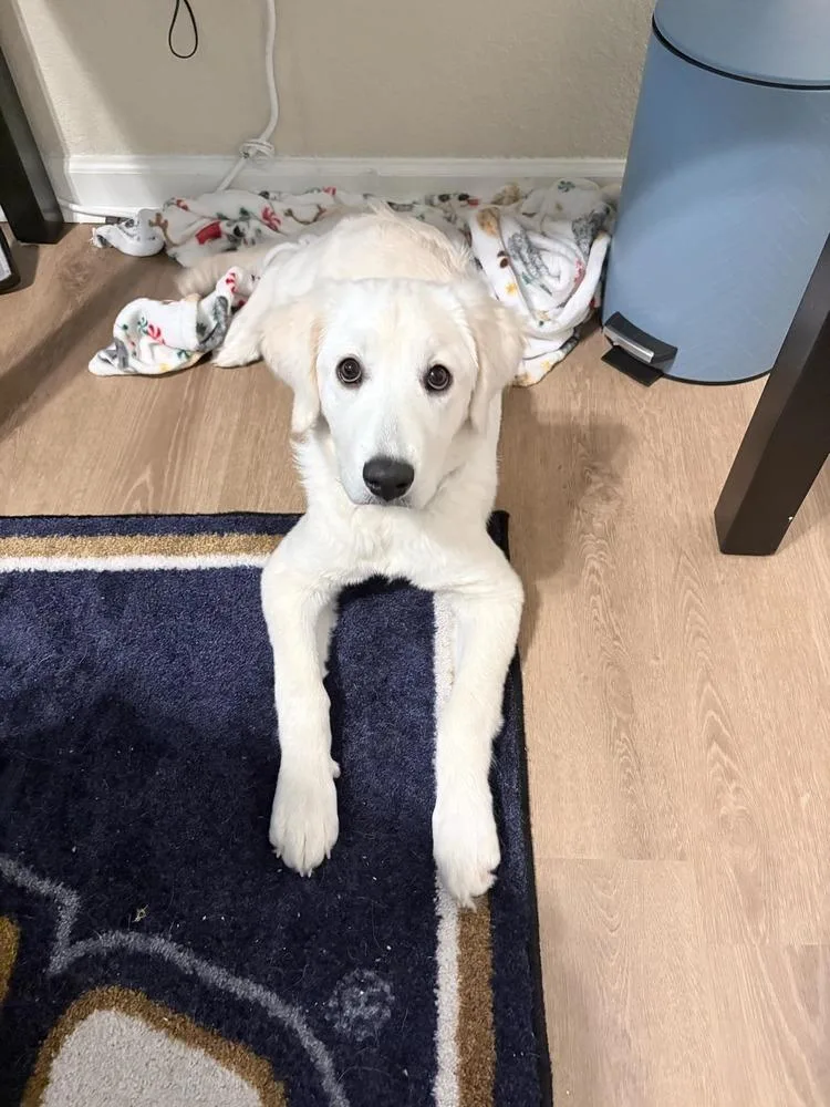 A baby medium-sized female Labrador Retriever dog named Baja Blast for adoption in Statesboro, GA