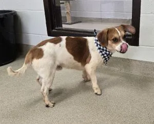 An adult small-sized male Beagle dog named Beau for adoption in Bucyrus, OH