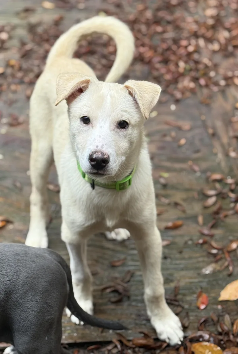 Giovanni Giono thumbnail 2