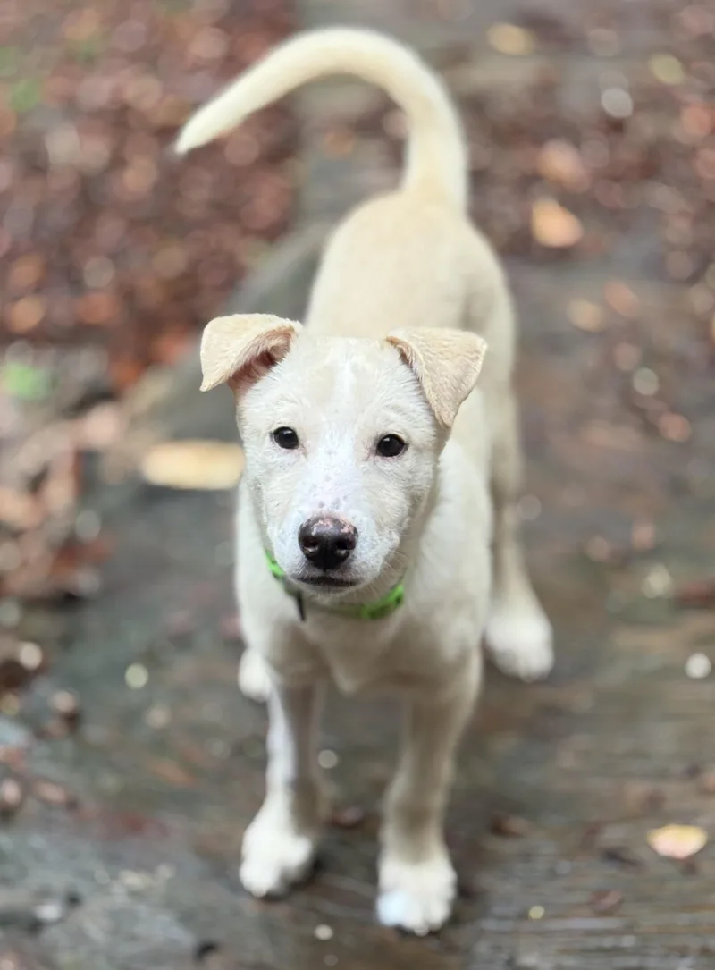 Giovanni Giono thumbnail 3