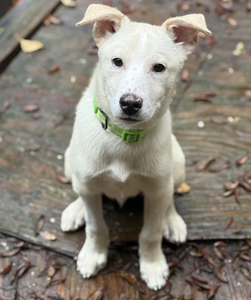 A baby medium-sized male White / Cream Siberian Husky dog named Giovanni Giono for adoption in Proctorville, OH
