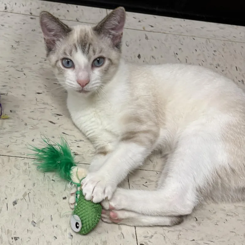 A baby small-sized male Siamese cat named Cypress and Alpine for adoption in North Arlington, NJ