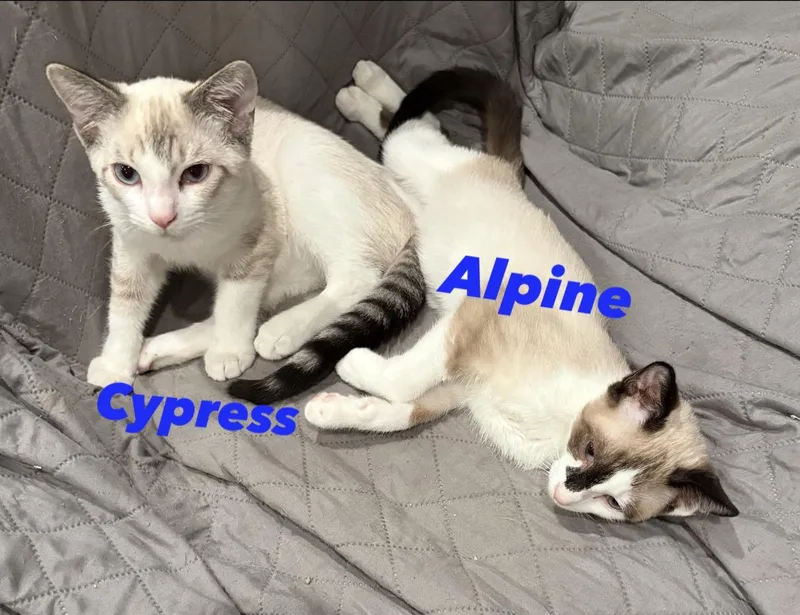 Cypress and Alpine thumbnail 3