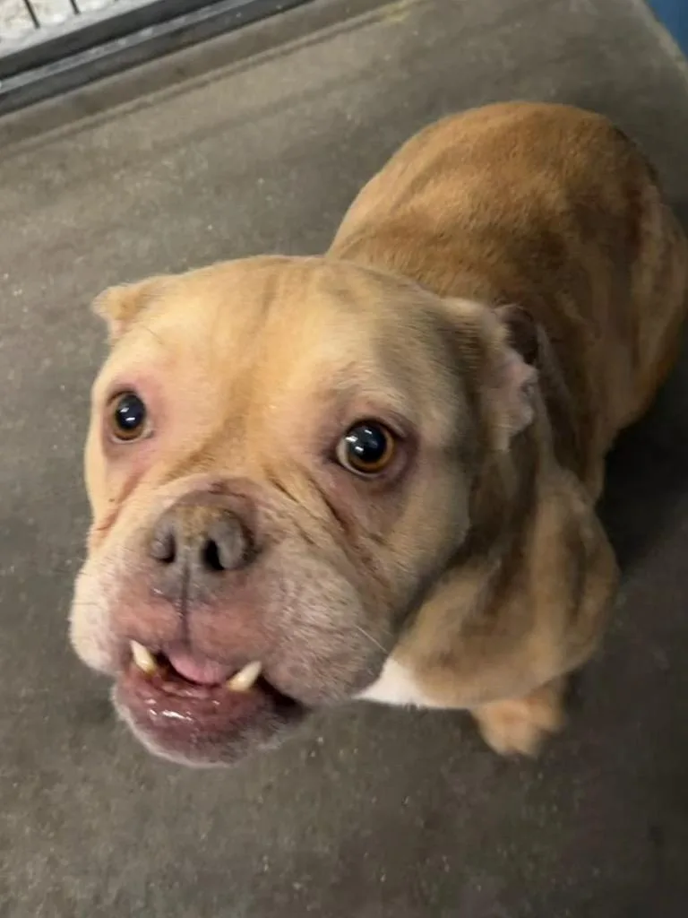 A young medium-sized female Mixed Breed dog named Spud for adoption in Henderson, NC