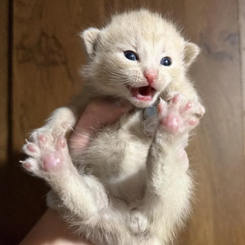 A baby small-sized male Orange / Red Domestic Short Hair cat named General for adoption in Danbury, CT